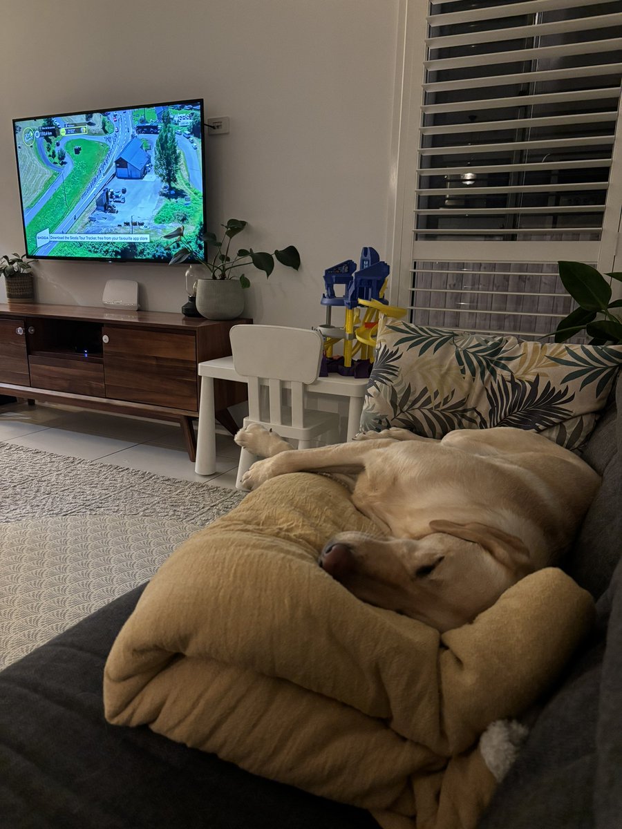 sjsargent_'s tweet photo. #tourdogs stage 15 excitement for Millie https://t.co/iF2XAvvX6p