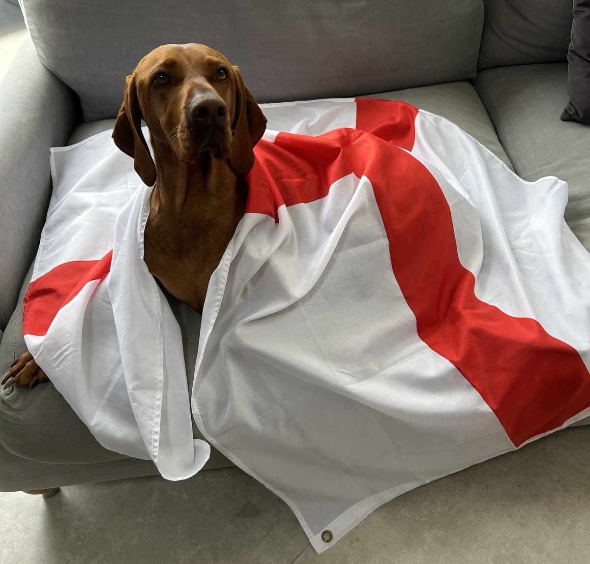 StanCurd's tweet photo. Gladys #SSNThreeLions https://t.co/0JSkELlhQ7