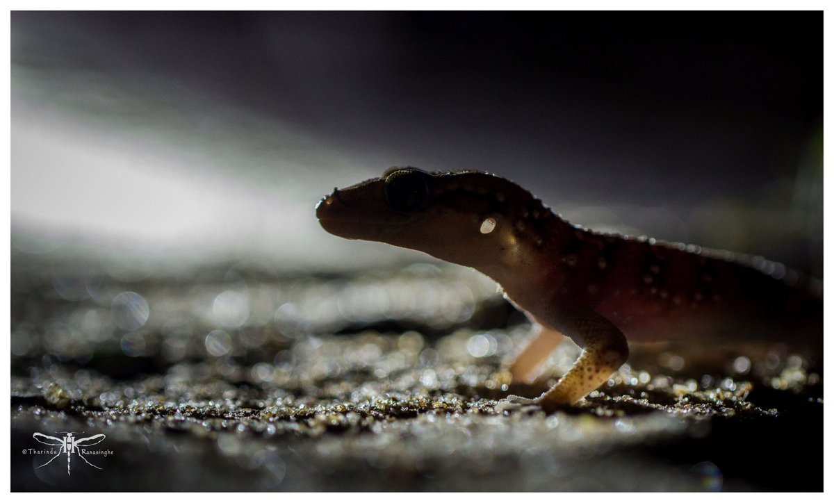 TharinduRane's tweet photo. හුඹස් හූනා.
Termite Hill Gecko.
Hemidactylus triedrus (Daudin, 1802)
Copyrights © Tharindu Ranasinghe.All Rights Reserved.
#wildlife #wildlifephotography #wildanimals #wild #wildlifeonearth #reptile #reptiles #reptilesofinstagram #gecko #geckos #geckosofinstagram #srilanka https://t.co/KSWvyTYdGA