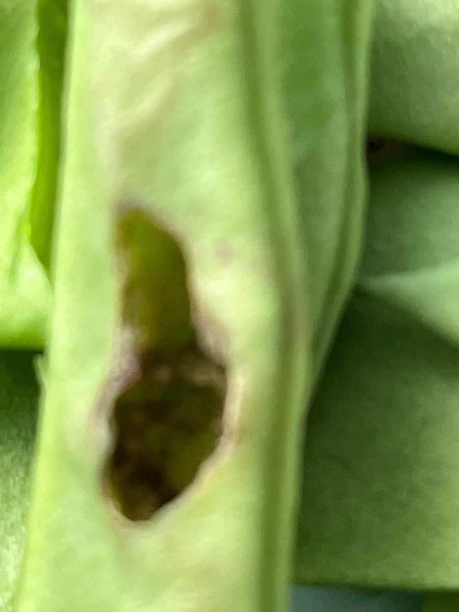 OGWL's tweet image. Thanks for the added protein but I’d rather of had the beans @Tesco