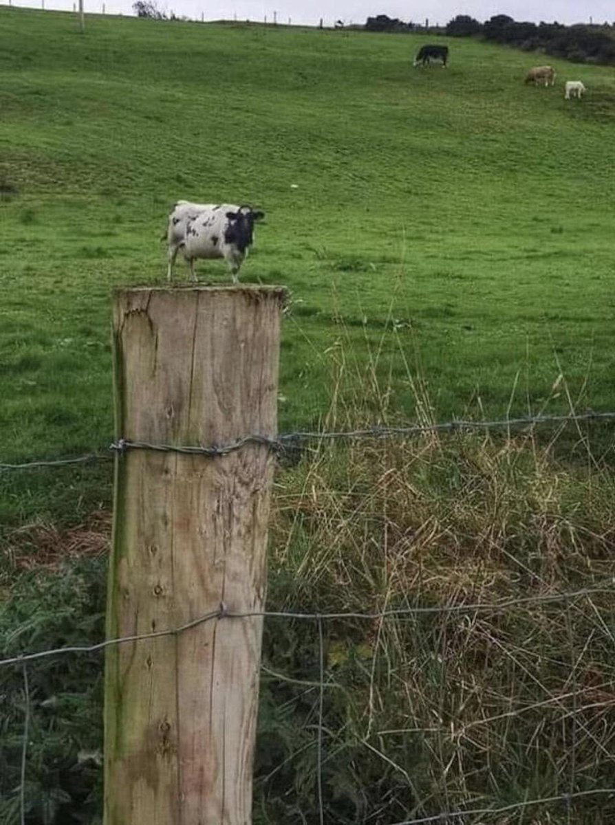 Dr Helen Ingram tweet media