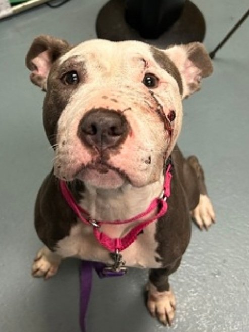 I'm begging u again friends,PLZ save  BONNIE #203906 tender sweetheart has known little kindness in her short 3yrs. Yet she is still so tender, gentle &amp; extremely loving ❤️ She just wants a chance to live &amp; b loved.PLZ #ADOPT #FOSTER OR #PLEDGE to attract a rescue 🛟#NYCACC