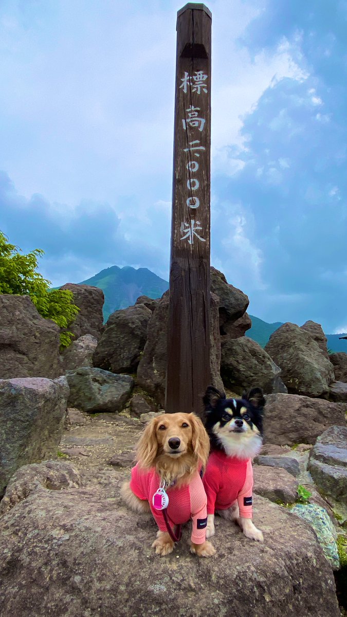 KohaNanoChannel's tweet photo. ロープウェイ登りました❣️
めちゃ長いロープウェイでキャンプ場も離れてどんどん上がっていって標高2000mの駅まできました❣️白根山が見えます⛰️ここからハイキングコースで歩いて来ます。気温も運動するに丁度良いです17°位かな？
#白根山 https://t.co/flzbfo6I5y