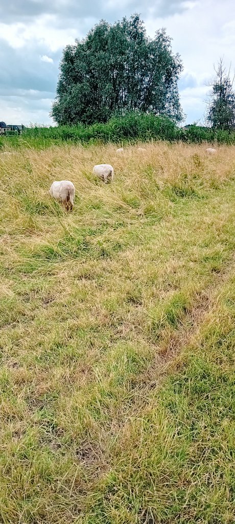 alaindg69's tweet photo. Berlare 14:00
#vrtweer #weerfoto #natuurfoto #berlare #schapen https://t.co/8hltvs2UXD