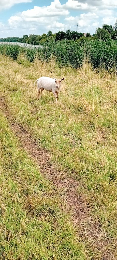 alaindg69's tweet photo. Berlare 14:00
#vrtweer #weerfoto #natuurfoto #berlare #schapen https://t.co/8hltvs2UXD