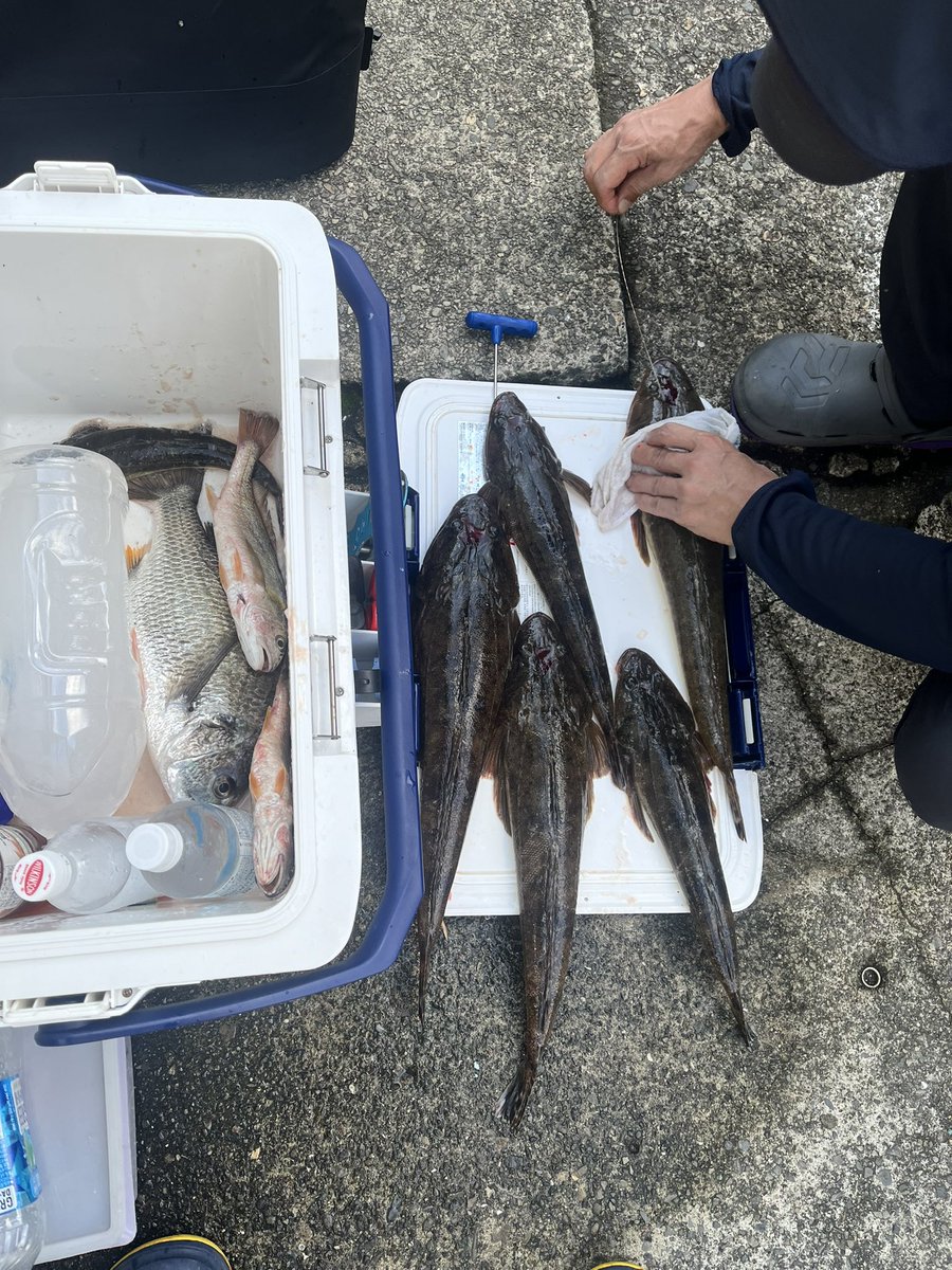 yamataka6's tweet photo. 久しぶりに東神奈川のDマリーナから鶴見川、扇島でマゴチ、マダコ狙い。
まあまあ釣れました。 https://t.co/RM1VRZebtR