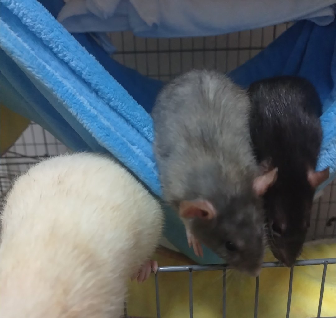 rattooo03's tweet photo. おちびたちおねえちゃんケージへ合流しました🐀 https://t.co/MoBA1jdQ2t