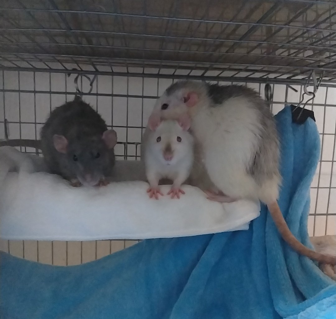 rattooo03's tweet photo. おちびたちおねえちゃんケージへ合流しました🐀 https://t.co/MoBA1jdQ2t