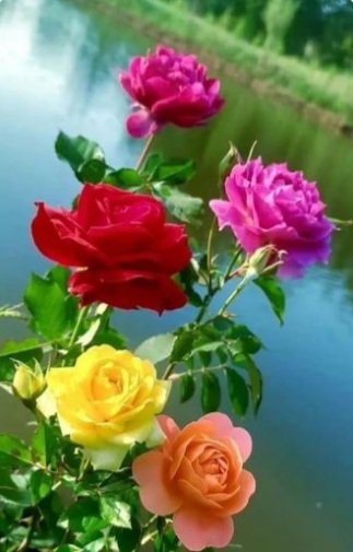 سعاد tweet media
