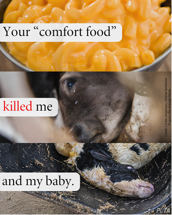 peta's tweet photo. Comfort for who? 💔
 
Mother cows are exploited for their milk to make cheese until their bodies break down &amp; they’re sent to slaughter.
 
Their girl babies suffer the same fate, while the boys are killed as calves for veal. #NationalMacAndCheeseDay https://t.co/1yzwmSmwi1