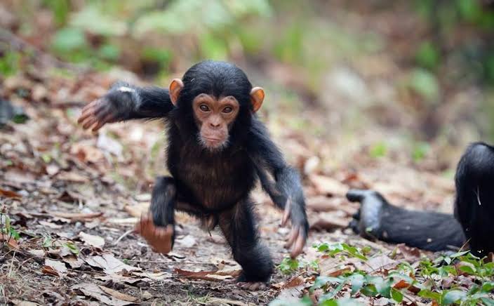 CPrimatologico's tweet photo. O Dia Mundial do Chimpanzé é uma oportunidade para refletir sobre a importância desses primatas e o que podemos fazer para garantir sua sobrevivência. Junte-se à causa e ajude a proteger os chimpanzés para as futuras gerações.
#WorldChimpanzeeDay #Conservation #SaveTheChimps https://t.co/q5SSAqQwdg
