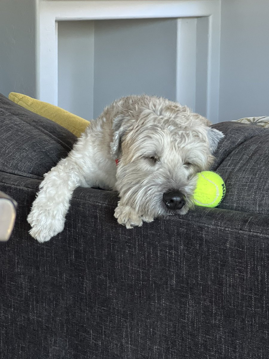 giovedani's tweet photo. @stevewilldoit Say hi to Teddy! $danigiovee https://t.co/74EL1crHdm