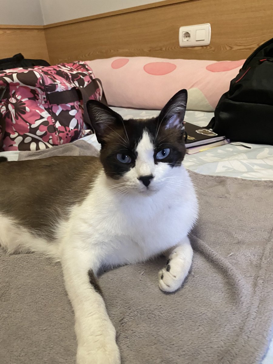 kkurmoi's tweet photo. 🚨 GATO PERDIDO en SAN PEDRO DEL PINATAR - LO PAGÁN 🚨

Se llama Nugget, es siamesa, miedosa con el rabo partido, sin collar pero con CHIP
Perdida hace una semana en C/Conde de Romanones, pero puede estar en cualquier parte

Cualquier información contactad al 658270084 por favor https://t.co/C0ZZSG7sPZ