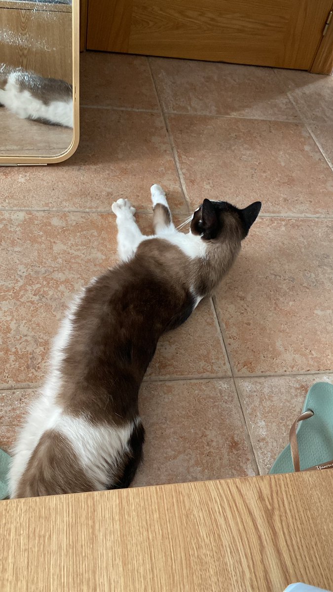 kkurmoi's tweet photo. 🚨 GATO PERDIDO en SAN PEDRO DEL PINATAR - LO PAGÁN 🚨

Se llama Nugget, es siamesa, miedosa con el rabo partido, sin collar pero con CHIP
Perdida hace una semana en C/Conde de Romanones, pero puede estar en cualquier parte

Cualquier información contactad al 658270084 por favor https://t.co/C0ZZSG7sPZ