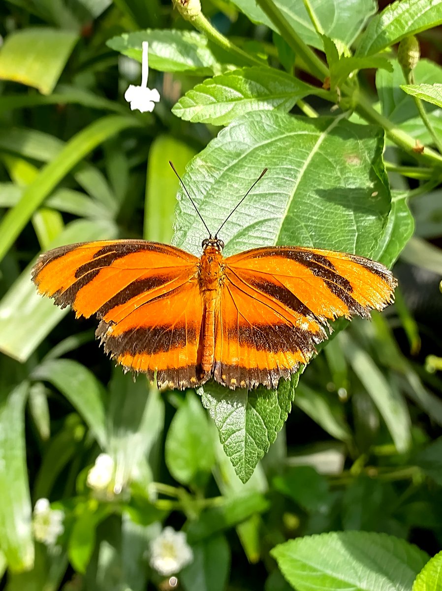 missvwise's tweet photo. @scottkdurbin I totally agree, this butterfly is in our local natural history museum and they work really hard in education and conservation, I love the beauty of butterflies, they make me happy ☺️ https://t.co/8jt3Sgiizv