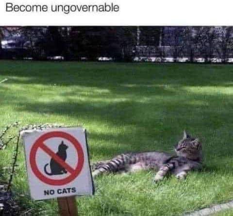 The Feline Philosopher=^..^=🇨🇦🐾💕 tweet media