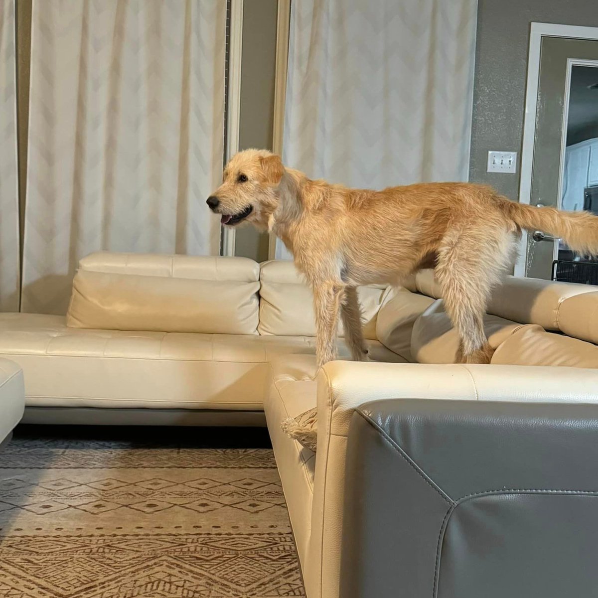 Dallas Dog - Rescue.Rehab.Reform tweet media