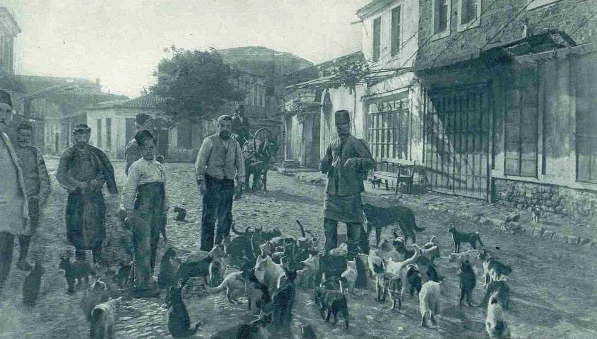 ismetguneshan17's tweet photo. 14 Temmuz 1915 Çanakkale halkı kedileri beslerken ❤️

Sokakta yaşayan hayvanları esarete ve ölüme mahkum etmek için hazırlanan yasa teklifine karşı oyum "hayır"!

#KatliamaOyumHayır https://t.co/Kk3lVqaKry