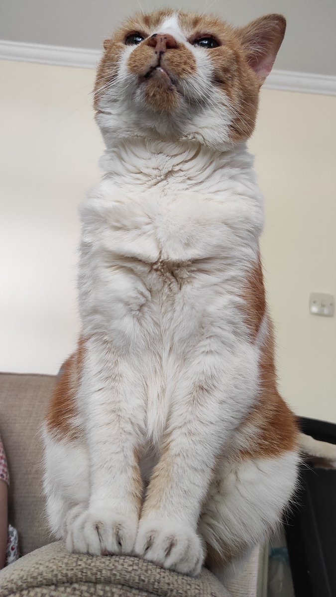 NoaxNOW's tweet photo. Morley looking like the absolute king that he is. #onelion https://t.co/mhQlJb3jrY