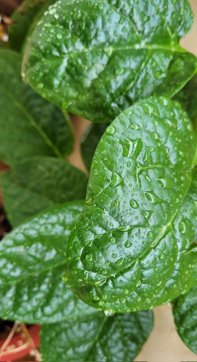 niharikasahoo's tweet photo. Malabar spinach
#monsoonseries https://t.co/2Ihhiracof