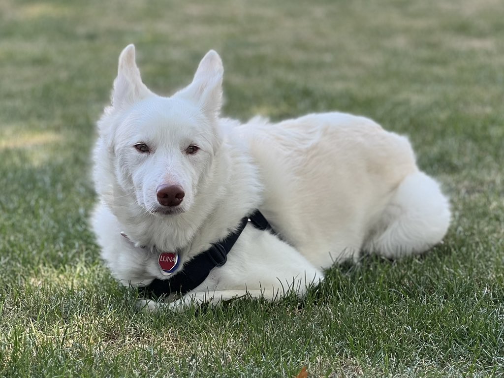 SixbyFire's tweet photo. Luna chillin’ in the backyard.
#doublemerle https://t.co/8zie8reoxt