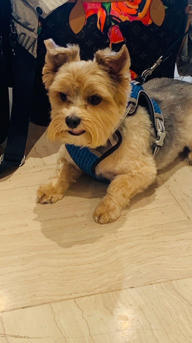 ad_assist's tweet photo. Manchester✈️Tenerife✈️Krakow✈️Manchester! Three flights later for our medical escort and a happy patient is safely home in Krakow. Along the way, our medic even had time to soak up some sun and make friends with a cute dog! https://t.co/DRrtfk45HU