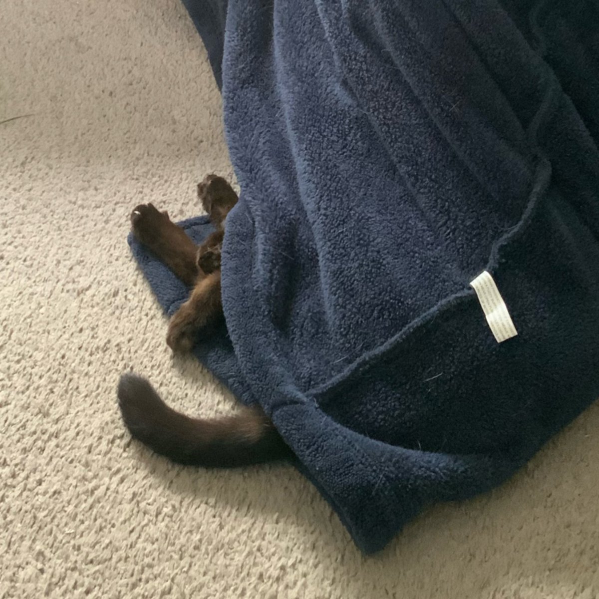 summerzagain38's tweet photo. #AlphabetChallenge
#WeekBforBlue
Lastly …..
…………Unless I get creative…..
💙Blue Blanket
🐾🐾💤💤💤💤
#cat #Blanket 🐾 https://t.co/blaifhdVge