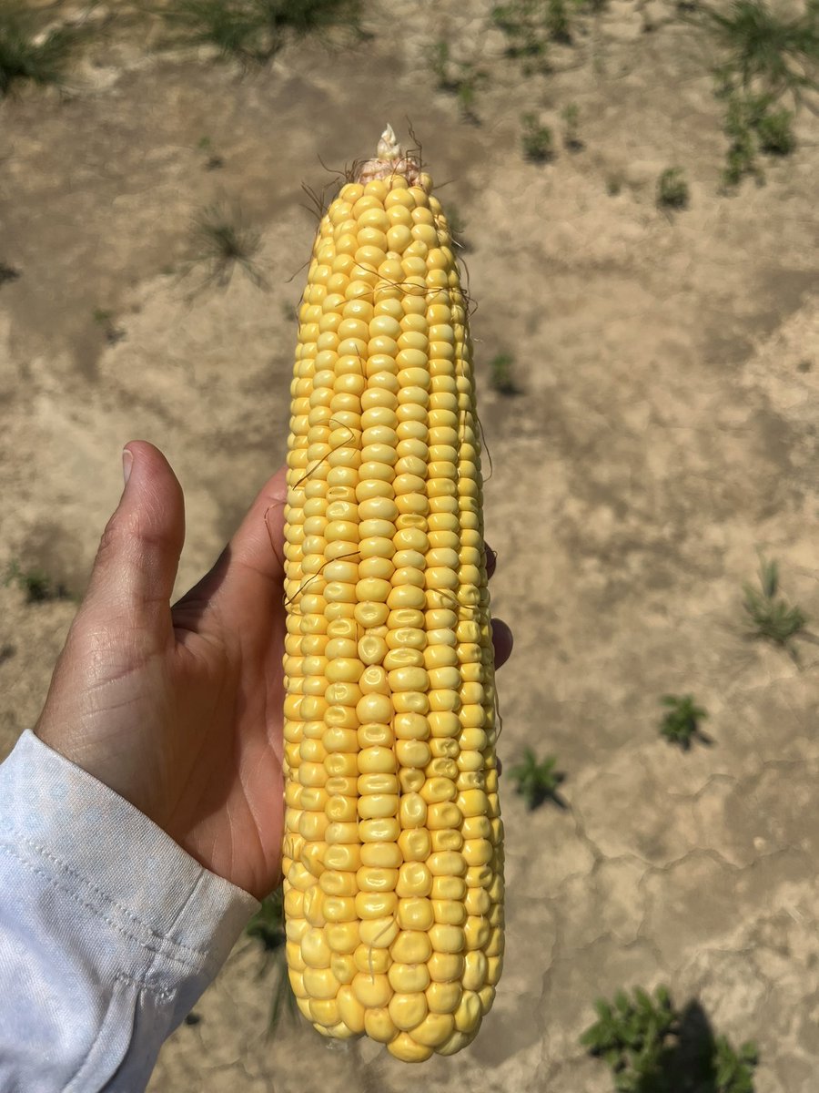 Brenda V Ortiz 🇨🇴 🇺🇸 (@brendaortiz_pa) on Twitter photo Variable Rate #Irrigation (VRI) allows application of the right #irrigation rate@ right place. Today, I went to the <a href="/AuburnAg/">Auburn Agriculture</a> EVS Res center to check on VRI as we are applying different rates prescribed by the TEAMS on the BMPS competition (AU TAPS). #PrecisionAg. <a href="/AuburnCSES/">CSES Auburn University</a> Variable Rate #Irrigation (VRI) allows application of the right #irrigation rate@ right place. Today, I went to the <a href="/AuburnAg/">Auburn Agriculture</a> EVS Res center to check on VRI as we are applying different rates prescribed by the TEAMS on the BMPS competition (AU TAPS). #PrecisionAg. <a href="/AuburnCSES/">CSES Auburn University</a>