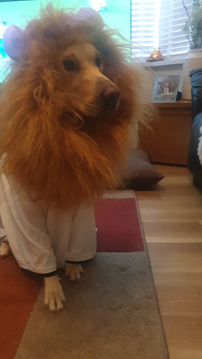 ett82's tweet photo. Come on England ⚪️🔴
Nala the lion is ready for tonight's game 🦁🦁🦁 @EURO2024 @alanshearer @MicahRichards @BBCMOTD https://t.co/9Jz2KCYhc2