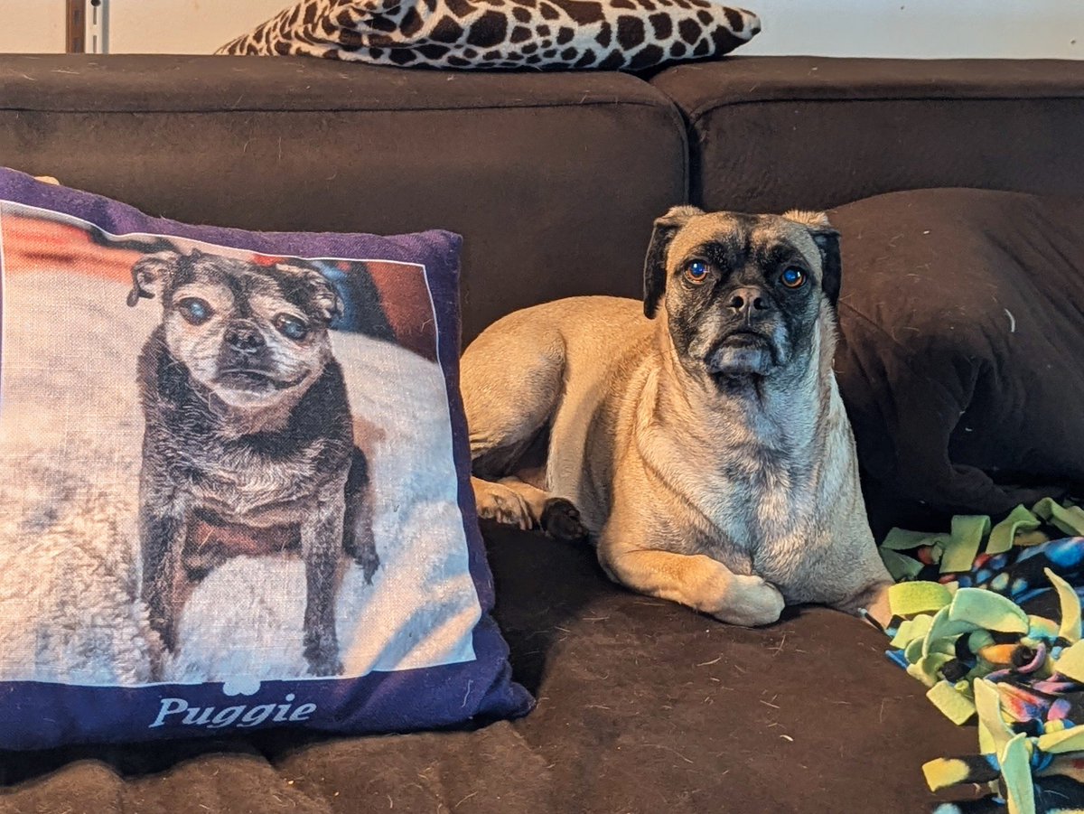 PugnatiousG's tweet image. Da Angel Puggie taught us to give fanks each day. Today I would like to continue in her tradition.

How grateful I am for this wonderful day filled with love and light. How precious is each moment of this wonderful life. What a blessing it is to experience life (1/x)