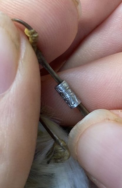 SouthEssexRG's tweet photo. An exciting record, this Chiffchaff was sporting a Spanish ring at @WildernessUK this morning. 

You can (just about) make out "Madrid" above the numbers on the ring 🇪🇸

We will of course report back when we receive the details.

#BirdRinging 

📸 @ReallyWildT https://t.co/8BFnkVWIt0