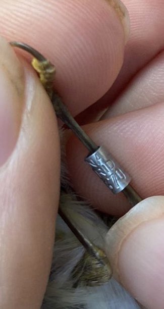 An exciting record, this Chiffchaff was sporting a Spanish ring at <a href="/WildernessUK/">WildernessUK</a> this morning. 

You can (just about) make out "Madrid" above the numbers on the ring 🇪🇸

We will of course report back when we receive the details.

#BirdRinging 

📸 <a href="/ReallyWildT/">Terri Dawson</a>