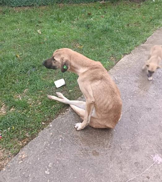 Gönül isterdi ki bugün milletvekili olarak güzel şeyler konuşayım. Güne mutlu haberlerle başlayayım. Örneğin yetiştirme yurdundan çıkan bir kızımızın önemli bir başarısını kutlayayım veya emeklilerimizin yurt dışında toplu olarak konsere katıldıklarını konuşayım. #Atatürk ilke ve