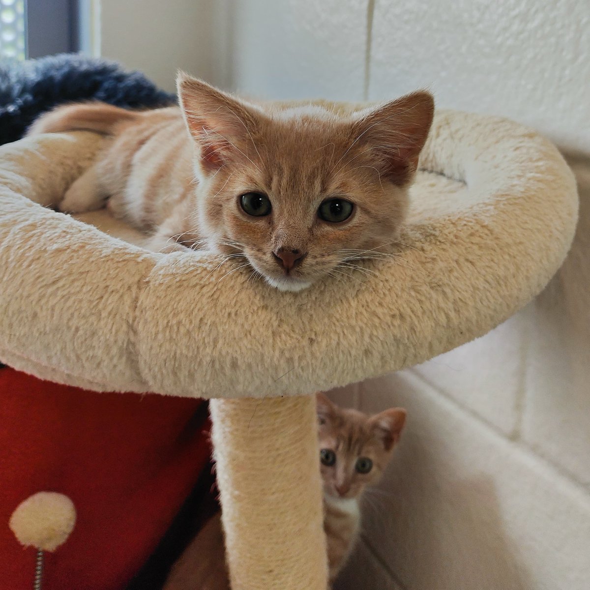 cotsdogscats's tweet photo. “The perfect duo doesn’t exist…”
Bellingham and Foden, need we say anymore🧡
#ThePerfectDuo #England #EnglandEuros #Euros2024 #GingerKittens #Kittens https://t.co/izJEs5c2SY