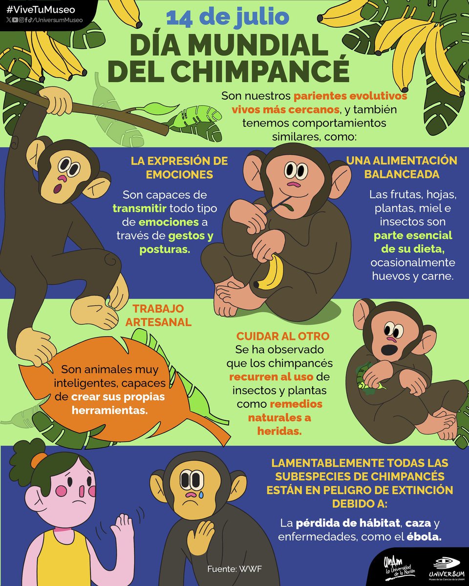 fciencias's tweet photo. #UnDíaComoHoy es el Día Mundial del Chimpancé 🐵🙉

¡Nuestros parientes más cercanos! 🙈

#ViveTuMuseo https://t.co/CEyf8n5xtC