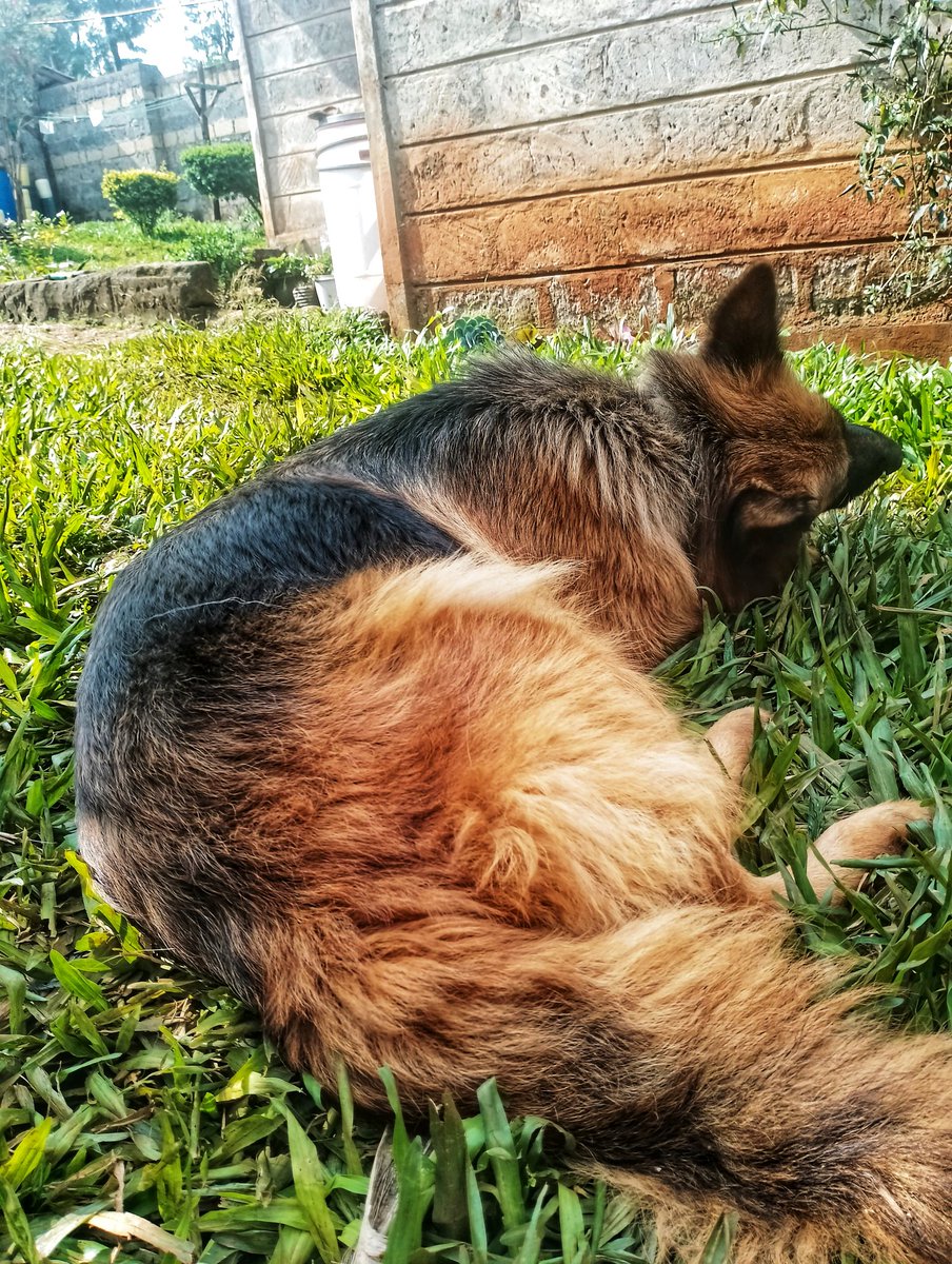 NdunguGeorges's tweet photo. #Longcoat #Germanshepherd #umbwa #mutina https://t.co/kK87clwxG7