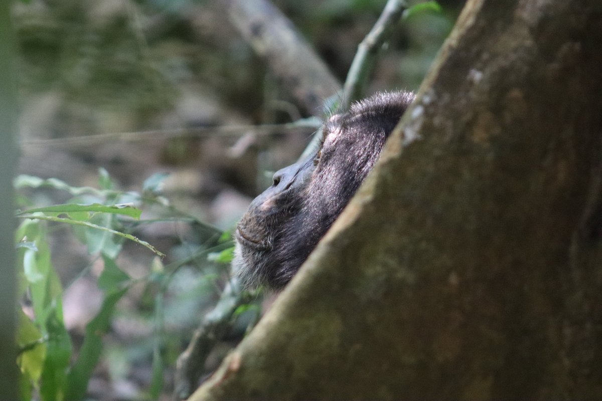 For 7 years, #worldchimpanzeeday has been every day for me, but let's celebrate it properly today with one of my favourite photos of the year #waibira #Uganda <a href="/BudongoChimps/">BCFS</a> ❤️