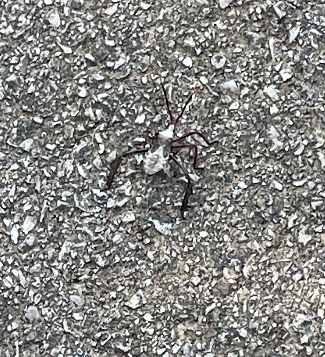 @GodlessGranny 🏳️‍🌈🏳️‍⚧️🇺🇦 🇺🇸 tweet media