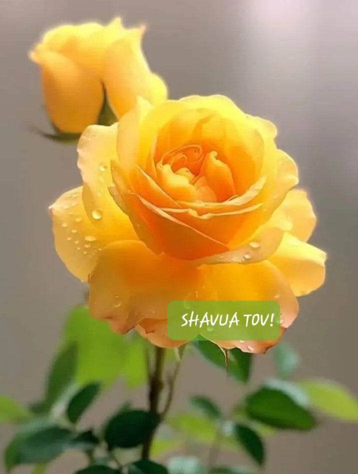 Silvia Elizabeth Palacios (@silviae71071006) on Twitter photo <a href="/3Myriam1/">๐๏ธืึดืจึฐืึธื๐๏ธ</a> <a href="/DevirBen/">Devir Ben Avraham</a> <a href="/samuelsaldana/">SAMUEL SALDANA</a> <a href="/IsaacAaron1959/">Isaac Aaron ๐ฎ๐ฑ๐ฎ๐ฑ๐ฎ๐ฑ#JusticeForMalkiRoth โ๐ฝ</a> <a href="/USAZionist/">The Jewish Patriot ๐บ๐ธ๐ฎ๐ฑ๐๏ธโก๏ธ</a> <a href="/DavidNY182/">DavidNY๐บ๐ธ๐ฎ๐ฑ</a> @FranIsrae <a href="/Mayas73w/">Dr Alexa KAPLAN</a> <a href="/Scampi101/">Cynthia Simpson</a> <a href="/rachelhalinasor/">Rachel Rosenberg</a> <a href="/shilohqotq/">edward e baumann</a> <a href="/robbiesmile6/">Reuven#JusticeforMalkiRoth Unapologetic ZionistJew</a> <a href="/coachdad01/">coachdad01</a> <a href="/DanielAndAll/">DanielAndAll ๐๏ธ๐</a> <a href="/ch_cmb777/">ch</a> <a href="/amisraelchai41/">I am anti Terrorism ๐๐คฌ๐ก๐ฉโ ๏ธ</a> <a href="/DannoActon/">Dan Acton ๐บ๐ธ๐ฎ๐ฑ WDAN-OH: Truth, done Right</a> <a href="/russianjewess/">Rivkahle ๐</a> <a href="/VeronicaTalbot9/">Hotcat ๐ฎ๐ฑ ๐๐๏ธ</a> ๐ฎ๐ฑ๐๐ฎ๐ฑ๐๐ฎ๐ฑ๐ <a href="/DvlSamy9/">Samy</a> <a href="/1959Goldstein/">Scott Goldstein ๐ฆ๐๏ธ๐ฎ๐ฑ๐บ๐ธ</a> <a href="/cemoimonica/">Monica ๐ฎ๐ฑ๐๏ธ๐</a> <a href="/LuanaGoriss/">Luana Fabri</a> <a href="/SeaMalka/">Sะตะฐะะฐืะบa ๐ ๐งก</a> <a href="/ChanahsCreation/">Chanah๐ฎ๐ฑ</a> <a href="/Daniel_Brenner/">Daniel Brenner | ืื ืืื | ๐๏ธ๐ฎ๐ฑ</a> <a href="/MiguelD36977353/">MiKhaEL</a> <a href="/danielschrijver/">Daniel - ืงึทืึผึตื ืึถื ืึฐืึธ</a> <a href="/danielkalter2/">danny.kalter</a> <a href="/Mieke35735862/">Micky Caribbean๐</a> <a href="/MichelleF_35/">GatorPrincess ๐๏ธ๐๐ฎ๐ฑ๐บ๐ธ #JusticeforMalkiRoth</a> <a href="/PepperWingate/">Pepper Wingate</a> <a href="/PhillipInIsrael/">๐ฎ๐ฑ Phillip Pasmanick ๐ฎ๐ฑ ๐๐๏ธ</a> <a href="/hiramusta4/">Witold Pilecki 4859</a> <a href="/BreitburgSimone/">Simone Breitburg</a> <a href="/ShiraGlenora/">Shira Bloom ๐บ๐ธ&๐ฎ๐ฑ</a> <a href="/xandraax/">Sarah(i)127 Hineini!</a> <a href="/3Myriam1/">๐๏ธืึดืจึฐืึธื๐๏ธ</a> <a href="/DevirBen/">Devir Ben Avraham</a> <a href="/samuelsaldana/">SAMUEL SALDANA</a> <a href="/IsaacAaron1959/">Isaac Aaron ๐ฎ๐ฑ๐ฎ๐ฑ๐ฎ๐ฑ#JusticeForMalkiRoth โ๐ฝ</a> <a href="/USAZionist/">The Jewish Patriot ๐บ๐ธ๐ฎ๐ฑ๐๏ธโก๏ธ</a> <a href="/DavidNY182/">DavidNY๐บ๐ธ๐ฎ๐ฑ</a> @FranIsrae <a href="/Mayas73w/">Dr Alexa KAPLAN</a> <a href="/Scampi101/">Cynthia Simpson</a> <a href="/rachelhalinasor/">Rachel Rosenberg</a> <a href="/shilohqotq/">edward e baumann</a> <a href="/robbiesmile6/">Reuven#JusticeforMalkiRoth Unapologetic ZionistJew</a> <a href="/coachdad01/">coachdad01</a> <a href="/DanielAndAll/">DanielAndAll ๐๏ธ๐</a> <a href="/ch_cmb777/">ch</a> <a href="/amisraelchai41/">I am anti Terrorism ๐๐คฌ๐ก๐ฉโ ๏ธ</a> <a href="/DannoActon/">Dan Acton ๐บ๐ธ๐ฎ๐ฑ WDAN-OH: Truth, done Right</a> <a href="/russianjewess/">Rivkahle ๐</a> <a href="/VeronicaTalbot9/">Hotcat ๐ฎ๐ฑ ๐๐๏ธ</a> ๐ฎ๐ฑ๐๐ฎ๐ฑ๐๐ฎ๐ฑ๐ <a href="/DvlSamy9/">Samy</a> <a href="/1959Goldstein/">Scott Goldstein ๐ฆ๐๏ธ๐ฎ๐ฑ๐บ๐ธ</a> <a href="/cemoimonica/">Monica ๐ฎ๐ฑ๐๏ธ๐</a> <a href="/LuanaGoriss/">Luana Fabri</a> <a href="/SeaMalka/">Sะตะฐะะฐืะบa ๐ ๐งก</a> <a href="/ChanahsCreation/">Chanah๐ฎ๐ฑ</a> <a href="/Daniel_Brenner/">Daniel Brenner | ืื ืืื | ๐๏ธ๐ฎ๐ฑ</a> <a href="/MiguelD36977353/">MiKhaEL</a> <a href="/danielschrijver/">Daniel - ืงึทืึผึตื ืึถื ืึฐืึธ</a> <a href="/danielkalter2/">danny.kalter</a> <a href="/Mieke35735862/">Micky Caribbean๐</a> <a href="/MichelleF_35/">GatorPrincess ๐๏ธ๐๐ฎ๐ฑ๐บ๐ธ #JusticeforMalkiRoth</a> <a href="/PepperWingate/">Pepper Wingate</a> <a href="/PhillipInIsrael/">๐ฎ๐ฑ Phillip Pasmanick ๐ฎ๐ฑ ๐๐๏ธ</a> <a href="/hiramusta4/">Witold Pilecki 4859</a> <a href="/BreitburgSimone/">Simone Breitburg</a> <a href="/ShiraGlenora/">Shira Bloom ๐บ๐ธ&๐ฎ๐ฑ</a> <a href="/xandraax/">Sarah(i)127 Hineini!</a>