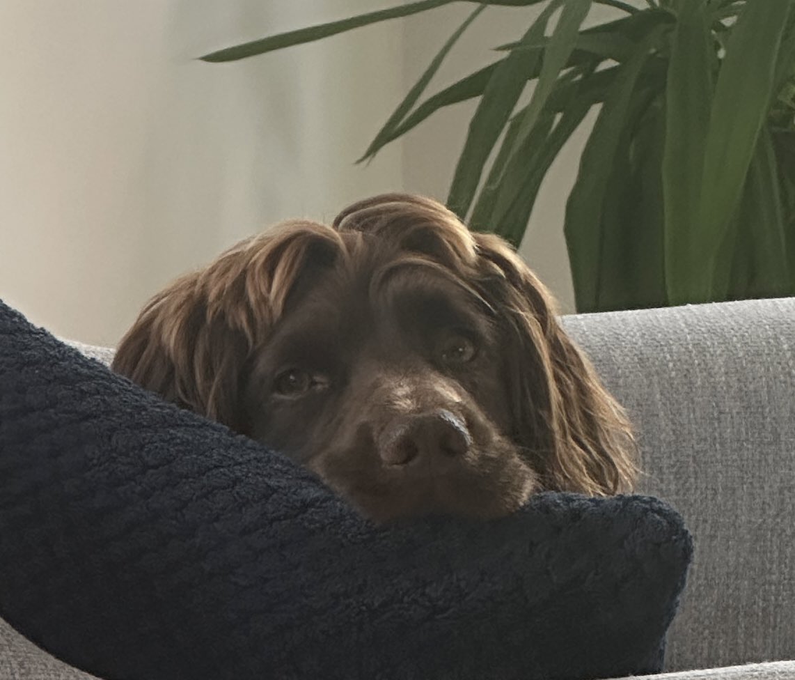 Daily Trades tweet media