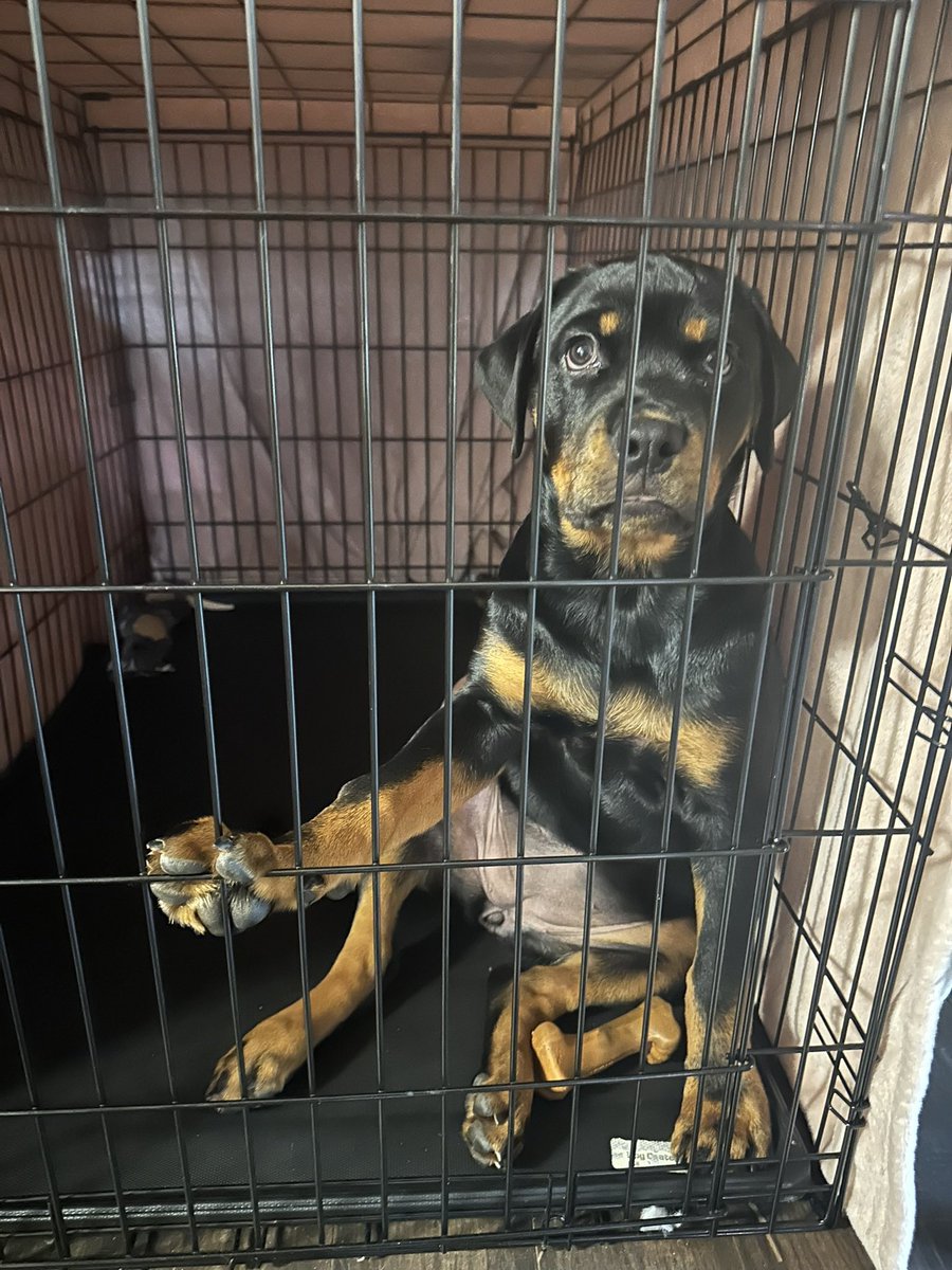 daultonhill_'s tweet photo. @stevewilldoit C’mon Steve, $2500 and Luna gets out. 
$DaultonHill https://t.co/S4hgKPc8xb