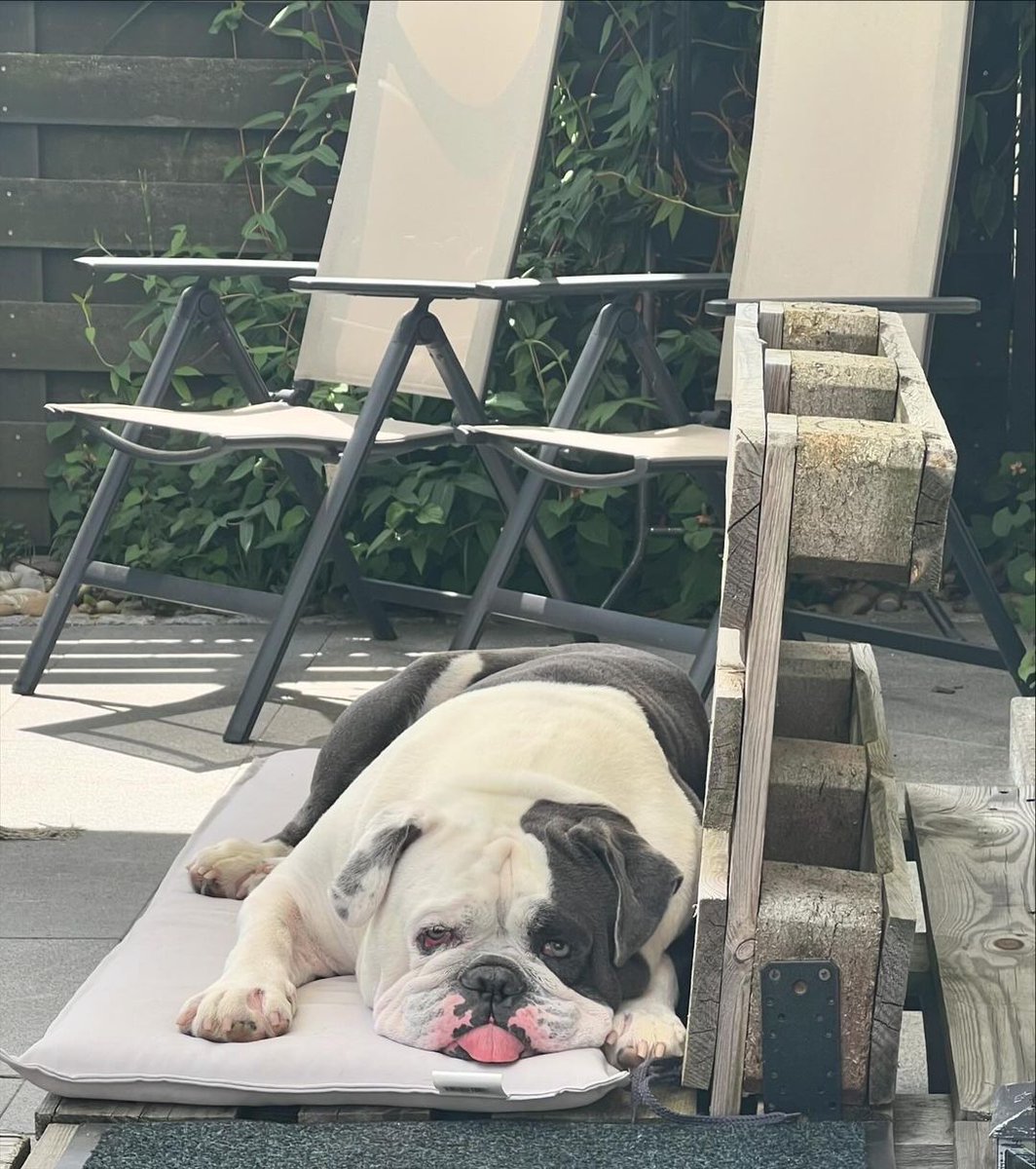 bulldog_club1's tweet photo. Lazy Sunday. #bulldogsofinstagram #mansbestfriend #bodyguard #oebofinstagram #loyal #germandogs #daddysboy #oldenglishbulldog #spoiled #mybuddy #alwaysloyal #underbite #axel #oeb #oldenglishbulldogsofinstagram #oldeenglishbulldogge #underbite #mansbestf https://t.co/6YdHuF7yEN