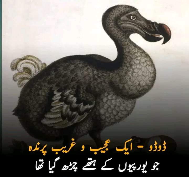 Yousafbalti804's tweet photo. ڈوڈو (Dodo)
ڈوڈو ایک انتہائی عجیب و غریب پرندہ ہوا کرتا تھا جو جزائر ماریشیئس میں پایا جاتا تھا۔ یہ عجیب و غریب پرندہ اب ناپید ہوچکا ہے۔ ماریشیئس کے جزائر مڈغاسکر کے جزیرے کے مشرق میں بحر ہند میں واقع ہیں جو اس پرندے کا مسکن ہوا کرتا تھے۔ اس کا سائنسی نام #Raphus cucullatus تھا۔ 

ماریشیئس کے جزائر پر سب سے پہلے عرب تاجر 1507 میں اور پھر پرتگالی 1513 میں پہنچے لیکن ان دونوں نے وہاں سکونت اختیار نہیں کی۔ ولندیزیوں (ہالینڈ کے رہنے والوں) نے 1598 میں ماریشیئس کے جزائر کو اپنی تحویل میں لے لیا۔ 

یورپیوں نے ان جزائر پر اپنی آمد پر یہاں ایک عجیب و غریب پرندہ دیکھا جو انسانوں کو دیکھ کر زیادہ بھاگ نہیں سکتا تھا۔ اس وجہ سے یہ ان لوگوں کا آسان شکار بن گیا۔ انہوں نے کچھ ڈوڈو پکڑ کر یورپ بھی بھجوائے جہاں یہ اپنی عجیب و غریب ہیئت کے باعث لوگوں کی توجہ کا مرکز بنے۔ ایک تحقیق کے مطابق ڈوڈو کا گوشت زیادہ مزے دار نہیں تھا کیونکہ اس میں چربی بہت ہوا کرتی تھی۔ لیکن اس بات کا پتہ لگتے لگتے بہت سے ڈوڈو شکار ہوگئے۔ اس کے علاوہ یورپی لوگوں کی ان جزائر پر آمد کے ساتھ ہی بحری جہازوں کے ذریعے چوہے، بلی اور کتے بھی ان جزائر پر پہنچ گئے۔ ڈوڈو نے اپنی زندگی میں کبھی کوئی شکاری نہیں دیکھا تھا لہذا وہ ان سے بچنے کا فن نہیں جانتے تھے۔ یورپی لوگوں نے ان عجیب و غریب پرندوں کا اتنی تیزی سے شکار کیا کہ چند دہائیوں میں ہی یہ پرندہ صفحہ ہستی سے مٹ گیا اور رہتی دنیا کیلئے بس ایک یاد بن گیا۔ ڈوڈو کا صفحہ ہستی سے مٹنا اتنا غیر یقینی ہے کہ اس واقعے کو بہت سے محاوروں میں بھی استعمال کیا جاتا ہے جیسا کہ ایک انگریزی محاورہ ہے کہ:
As dead as the dodo

 آج ماریشیئس کے جزائر دنیا کے مہنگی ترین پکنک سپاٹس میں سے ایک ہیں لیکن بہت کم لوگ جانتے ہیں کہ یہ جزائر کبھی اس خوبصورت پرندے کا مسکن رہے۔