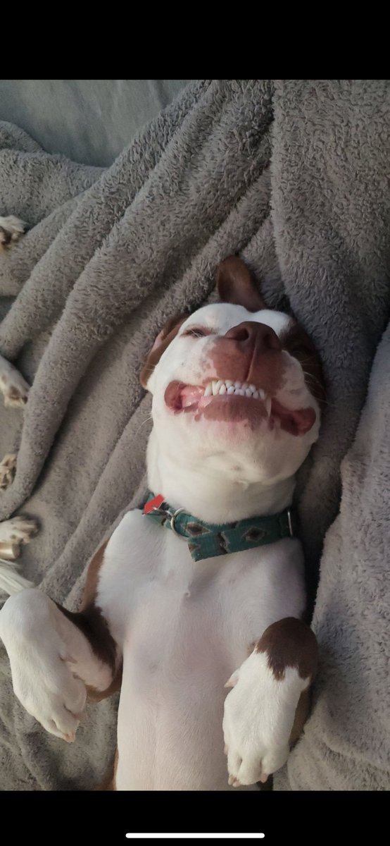 TaylorErassarr2's tweet photo. @stevewilldoit $Taylor021523

This is Kali she loves toys and thinks she’s a human lol https://t.co/VjSJR7uhC5