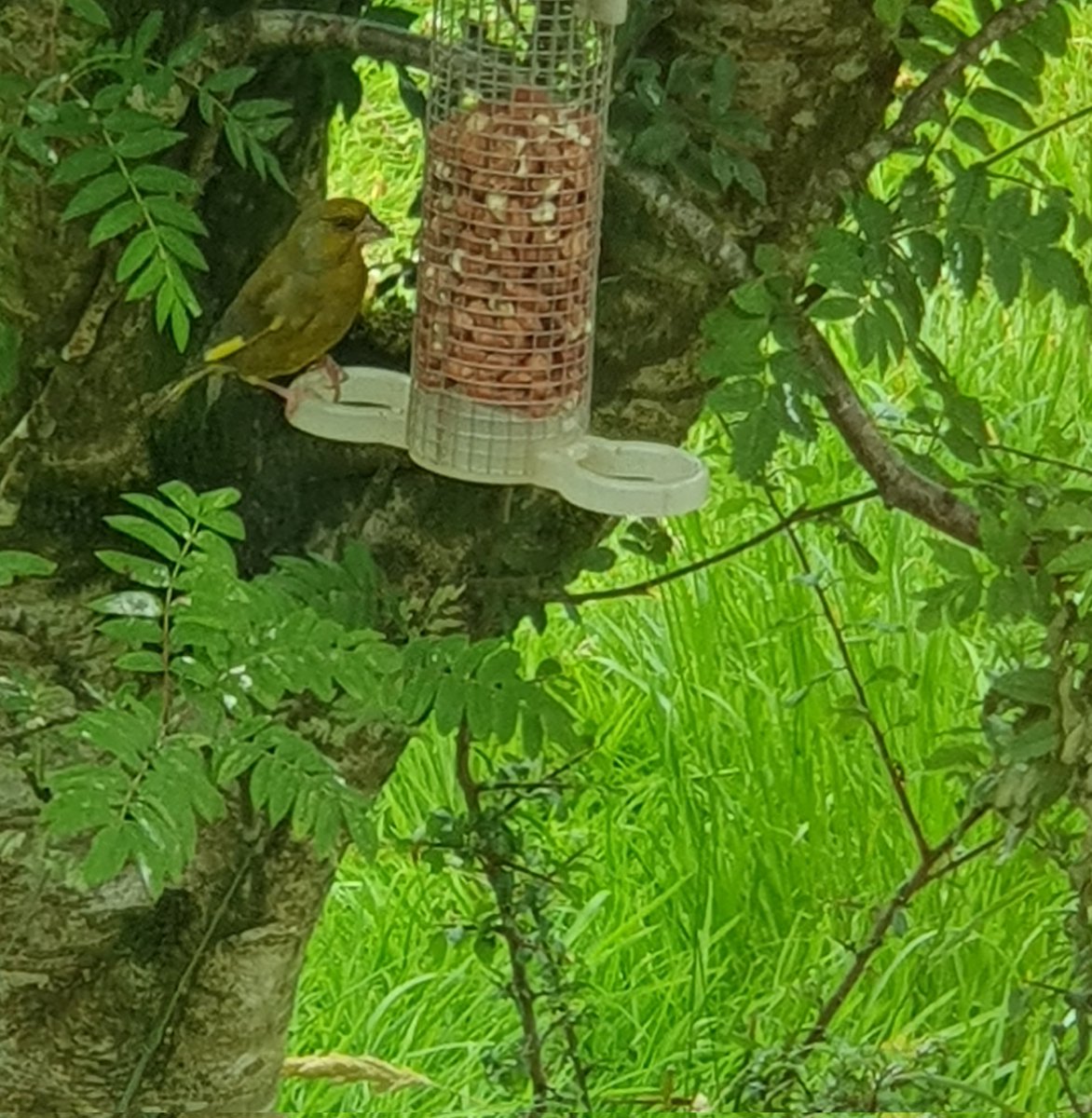 limosa20's tweet photo. First Greenfinch I've seen in years here. ❤️ https://t.co/FFW5Gjnjfj