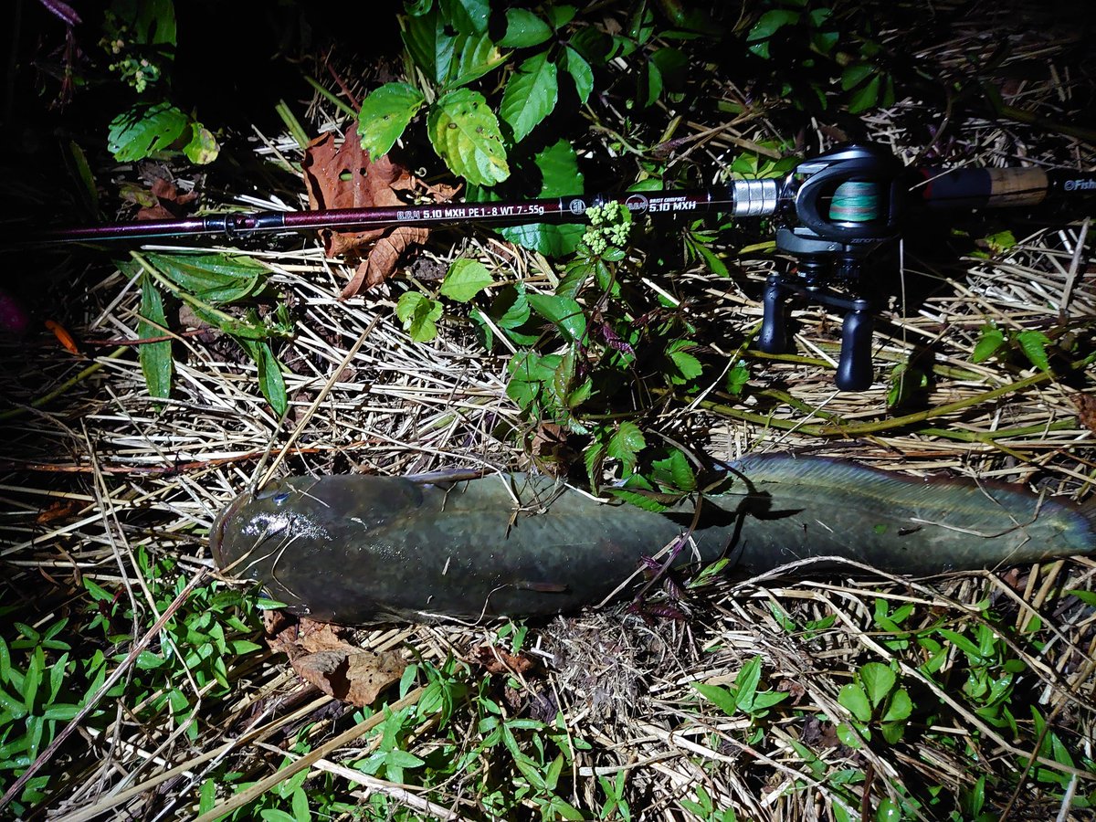 knobuchin's tweet photo. 昨日は3バイト、2バラシ😵
今日は3バイト、2キャッチ😊
今朝Fishmanさんから交換したパーツのすり合わせ調整してもらったBC4 5.10MXHが届いたんで早速行って来ましたよ😉
使い慣れたBC4 5.10MXHだからキャッチできたと確信できた１日でした😄
#Fishman
#BC4 5.10MXH
#ナマズ https://t.co/Dlcg6MR6EU
