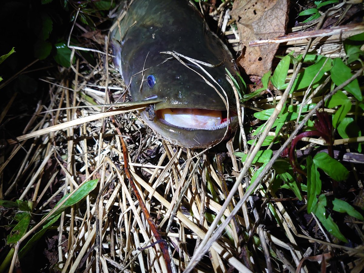 knobuchin's tweet photo. 昨日は3バイト、2バラシ😵
今日は3バイト、2キャッチ😊
今朝Fishmanさんから交換したパーツのすり合わせ調整してもらったBC4 5.10MXHが届いたんで早速行って来ましたよ😉
使い慣れたBC4 5.10MXHだからキャッチできたと確信できた１日でした😄
#Fishman
#BC4 5.10MXH
#ナマズ https://t.co/Dlcg6MR6EU