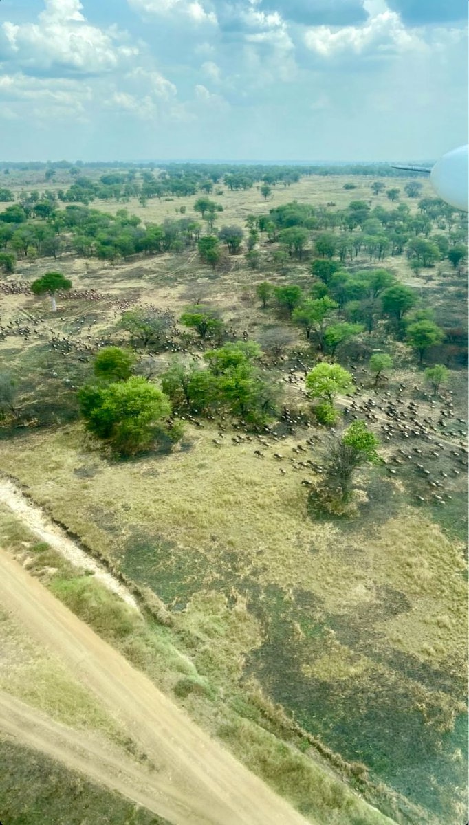 auricair's tweet photo. Capture The Great #WildebeestMigration and surrounding game from the air, as you gently fly across the #Serengeti National Park
•
•
•
•
📸 @flyboy_alpha
•
•
•
•
#SerengetiNationalPark #TheGreatMigration #BushFlight #FlyingSafaris #TanzaniaUnforgettable https://t.co/QRL2YGlsal