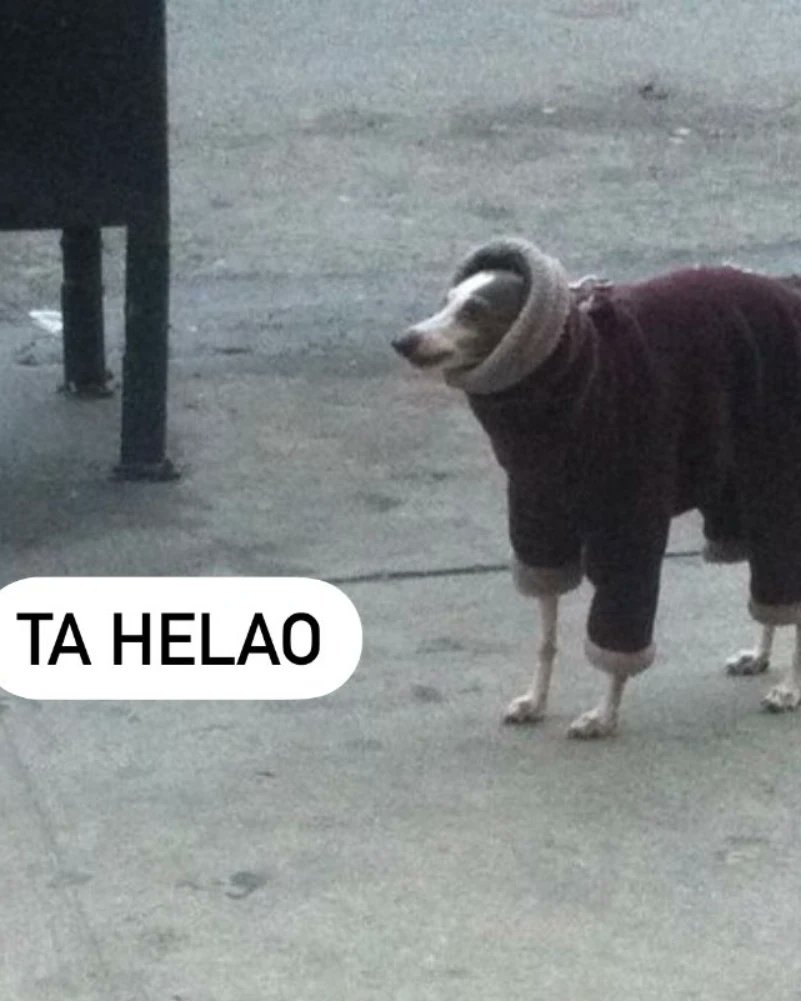 m_lucero_ok's tweet photo. @Gaston_Iansa siendo meme en el #TNenSanNicolas 😅 https://t.co/wo002UU5F1