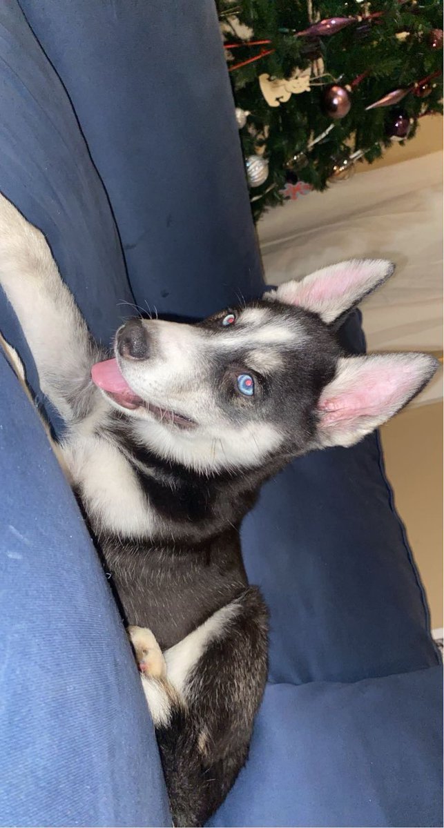 MasonParmenter1's tweet photo. @stevewilldoit $imthemap318 
This is Luna https://t.co/Uk7X25Ea9N
